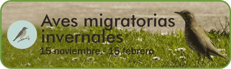 Aves Migratorias Invernales