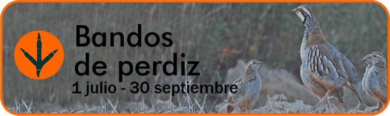 Bandos de Perdiz